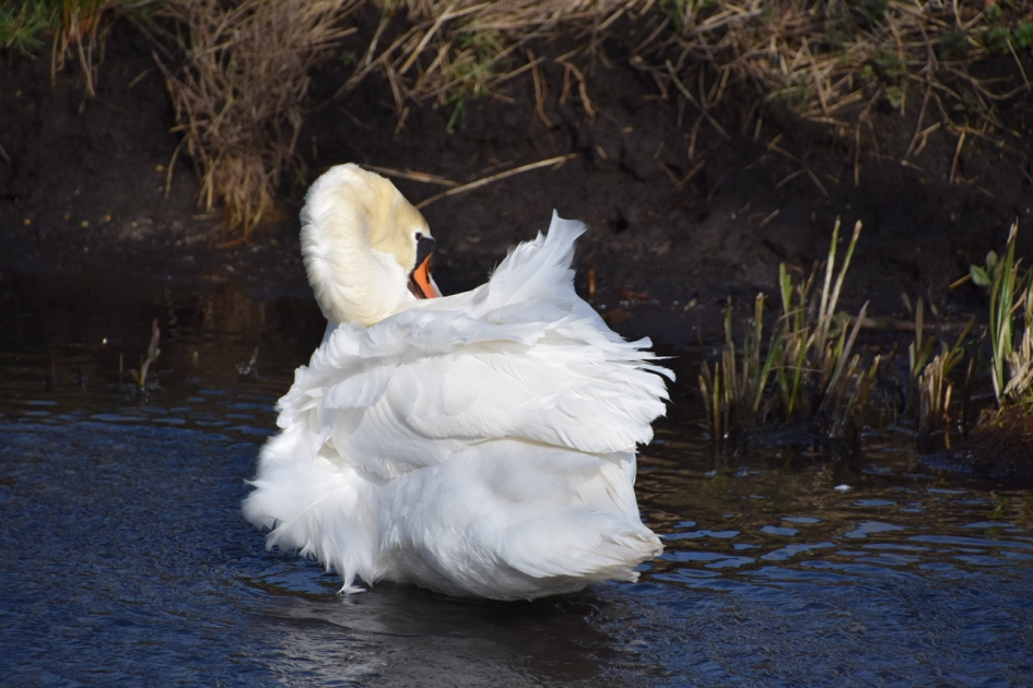 Poetsende zwaan 3 - Vogels - 
