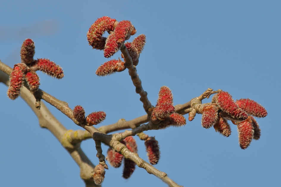 populier spec. - Planten - populier