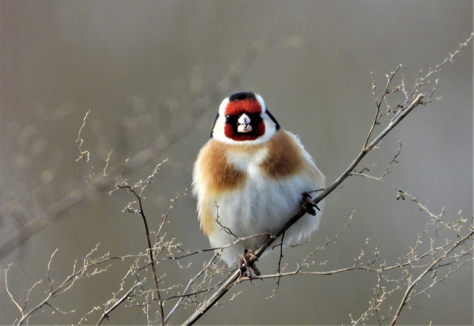 Putter - Vogels - Putter/Distelvink