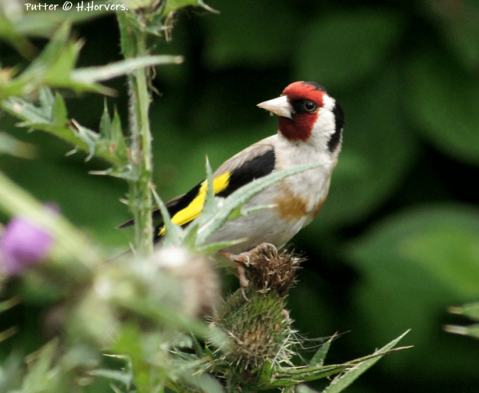 Putter - Vogels - Putter