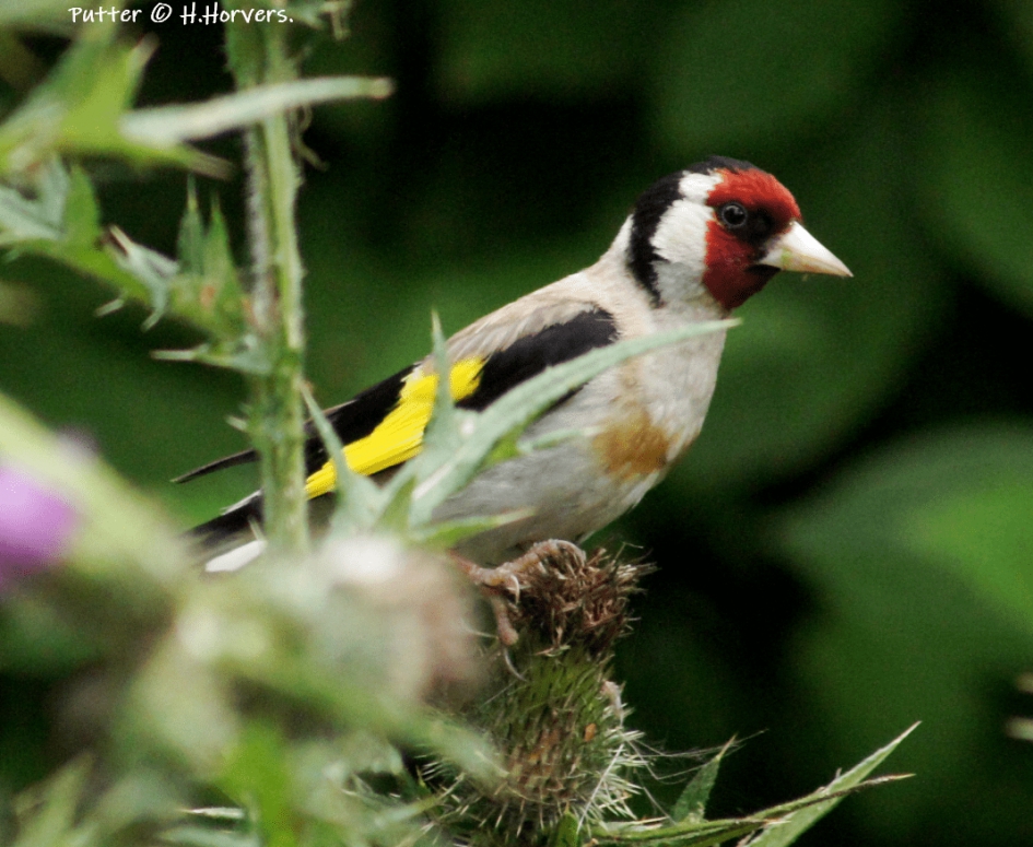 Putter - Vogels - Putter