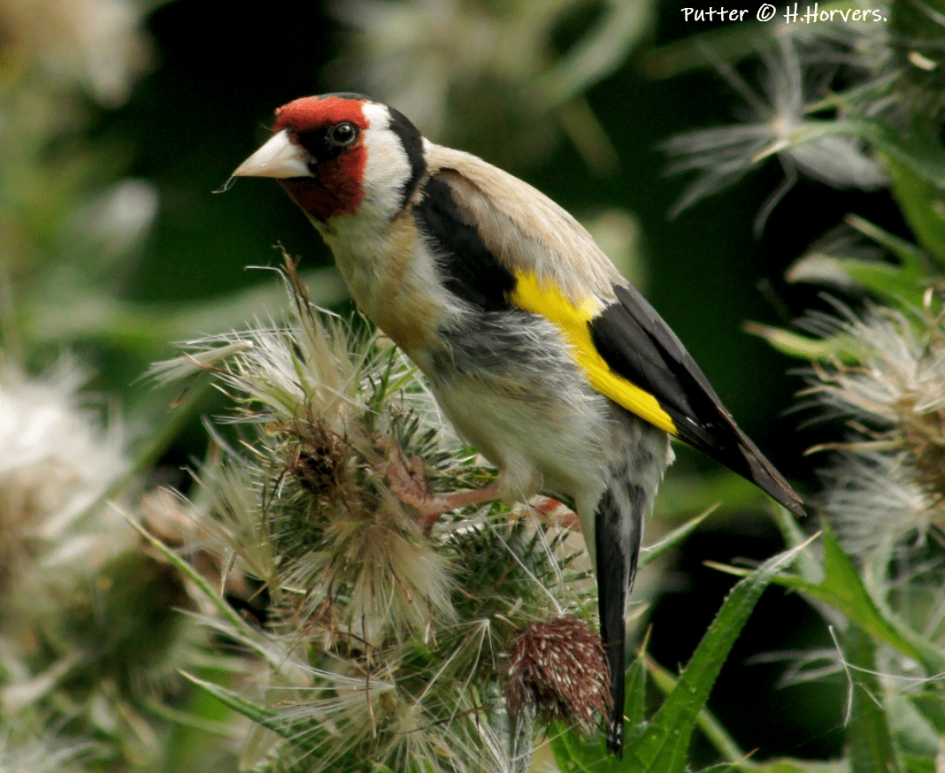 Putter - Vogels - Putter