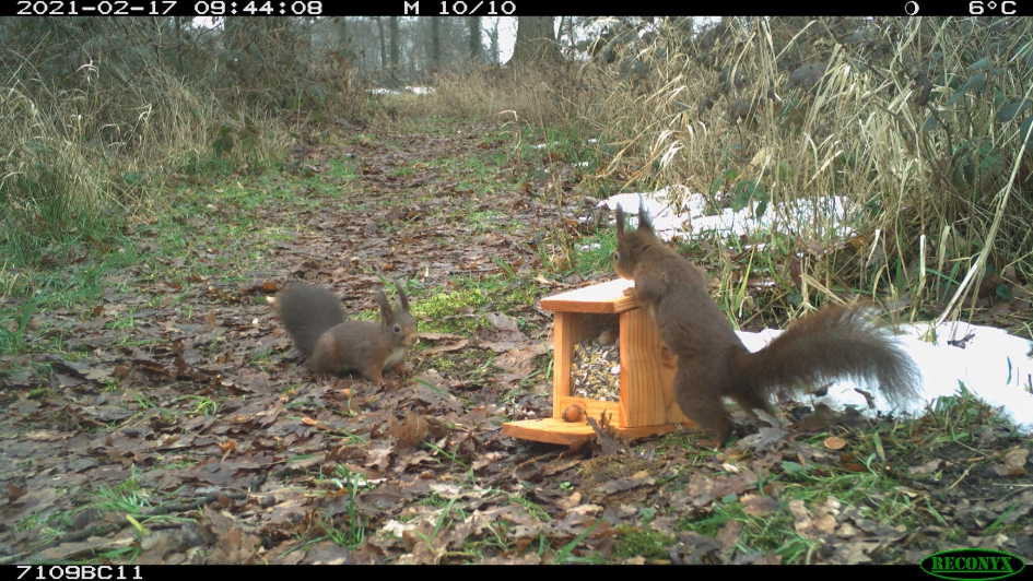 #Puzzel - Zoogdieren - Eekhoorns