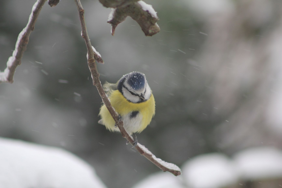 #Puzzel - Vogels - Pimpelmees