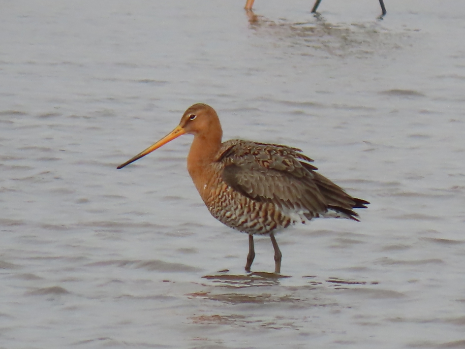 #puzzel - Vogels - Grutto