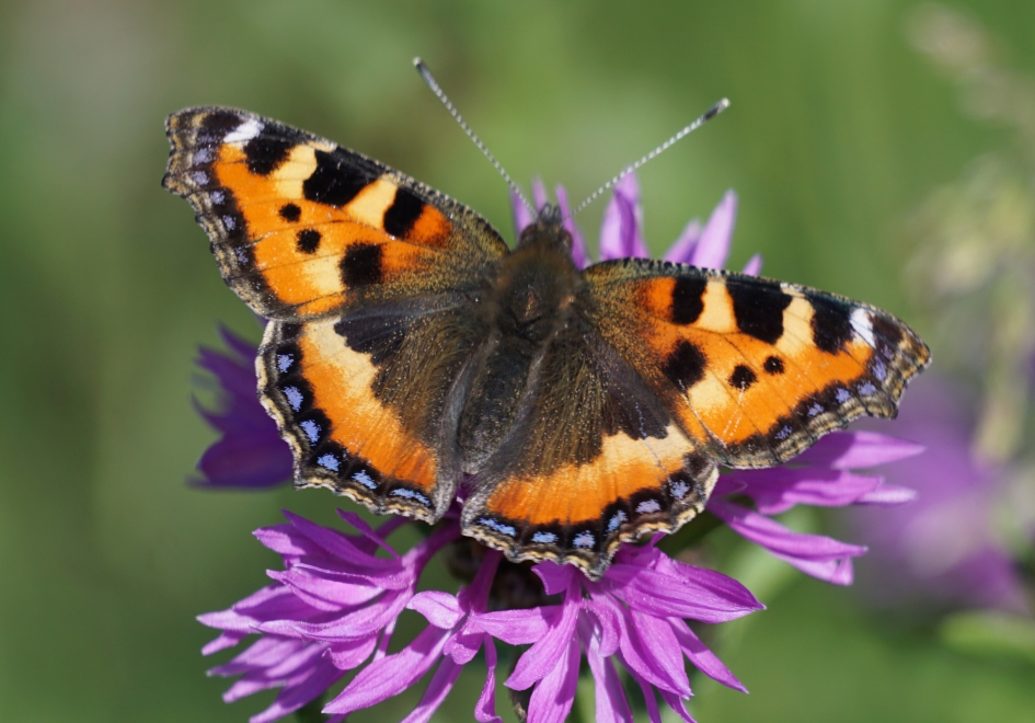 #puzzel - Geleedpotigen - Kleine vos