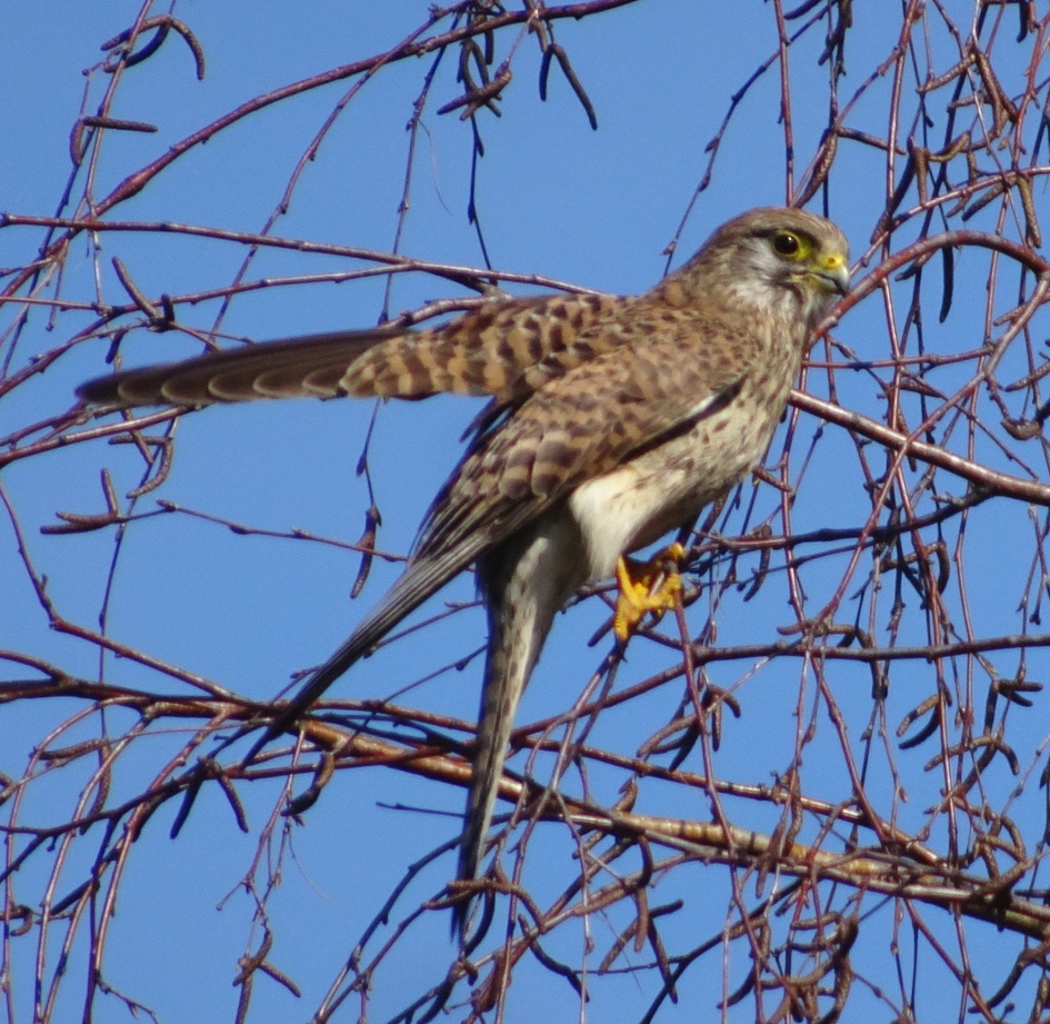 #Puzzel - Vogels - Torenvalk