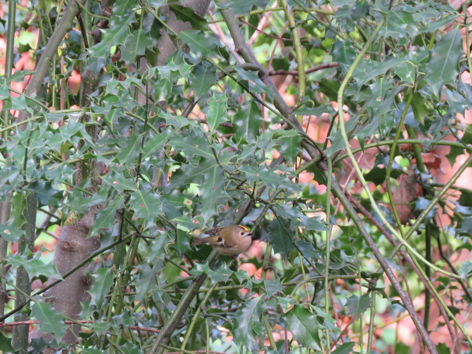 #puzzel - Vogels - Goudhaan