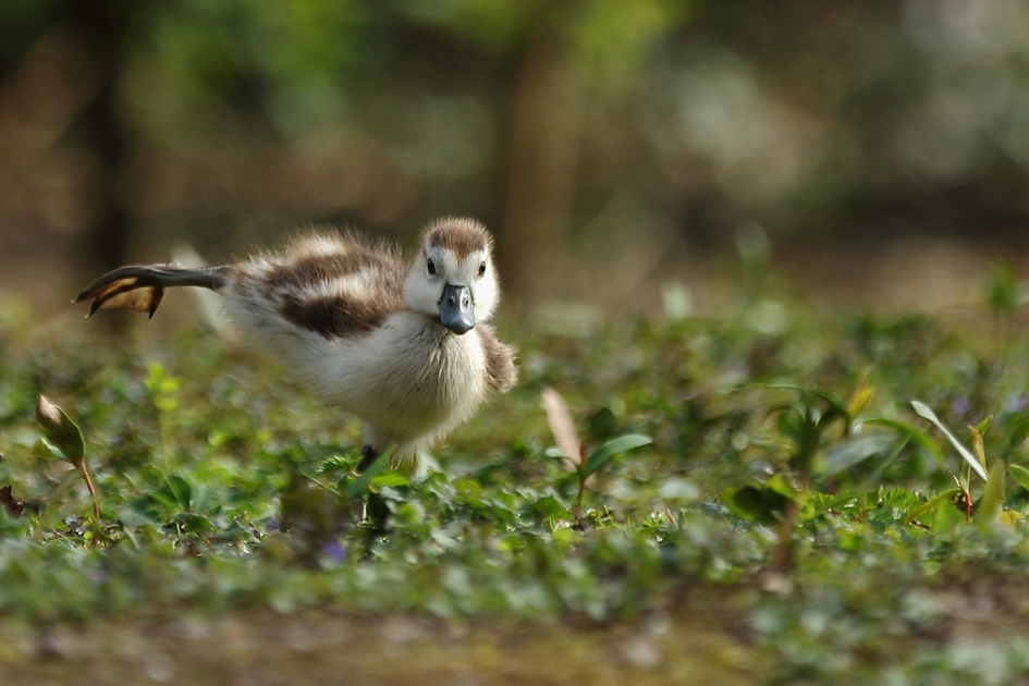#Puzzel - Vogels - nijlgans