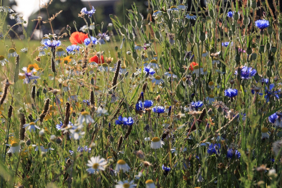 #puzzel  Pionierbloemen - Planten - 