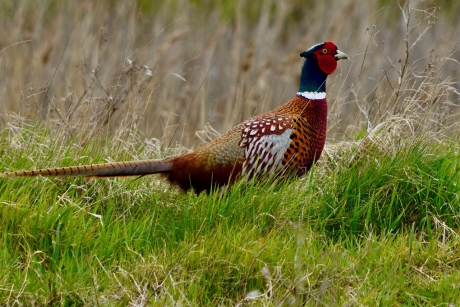 #Puzzel  Fazant in het veld.
