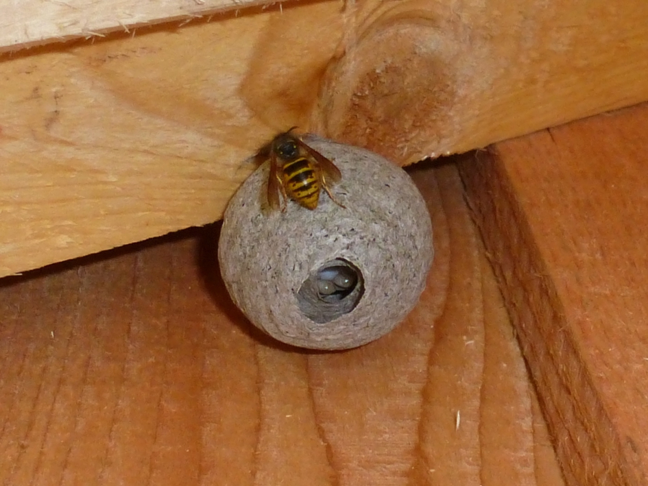 #puzzel Kraambezoek - Geleedpotigen - 