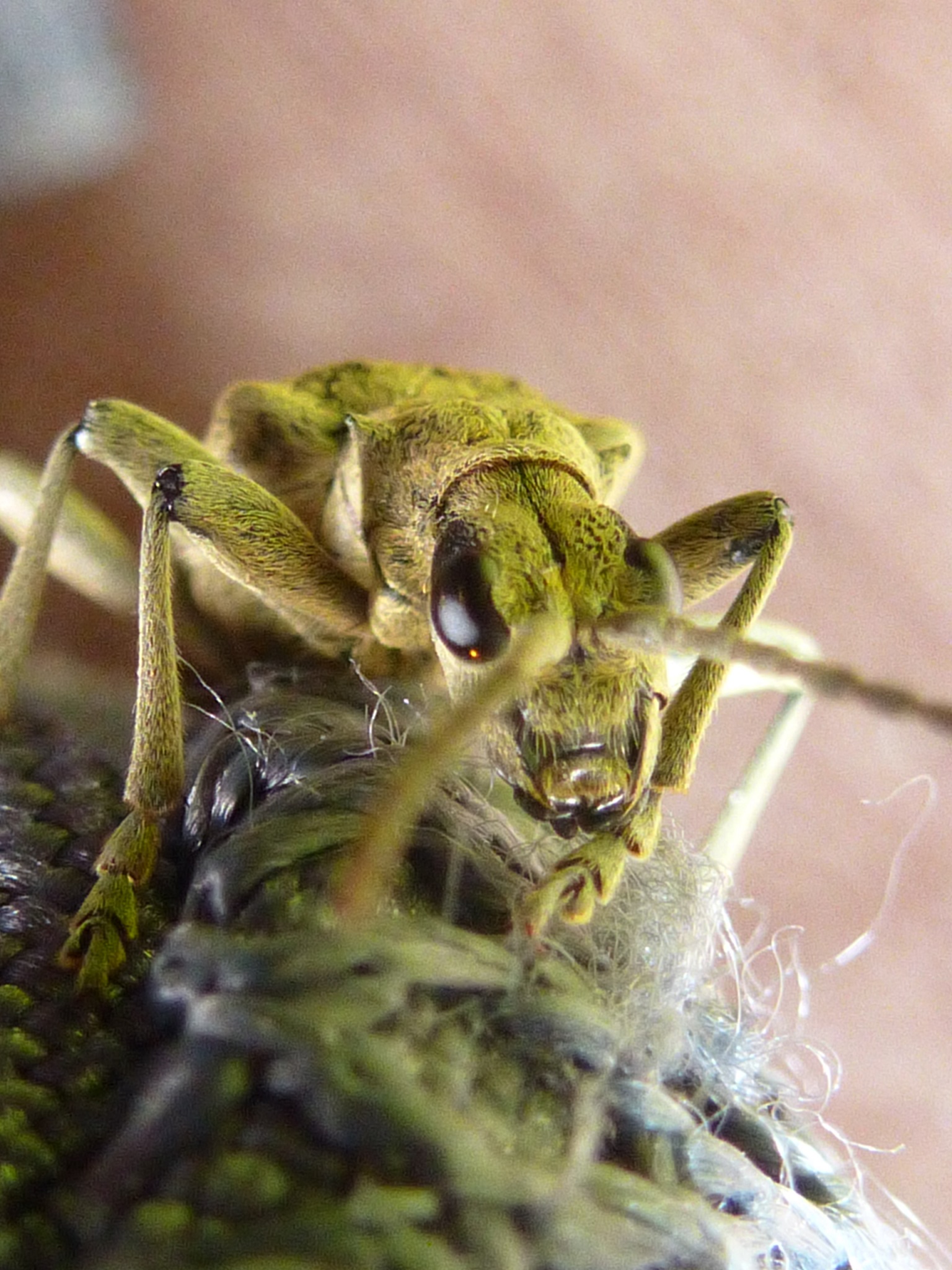 #puzzel Monster ??