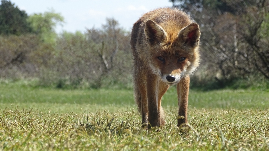 #puzzel Nieuwsgierige vos - Zoogdieren - Vos