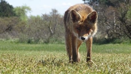 #puzzel Nieuwsgierige vos
