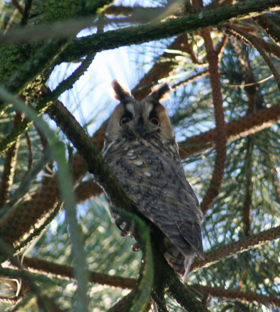 ransuil #Puzzel - Vogels - Ransuil