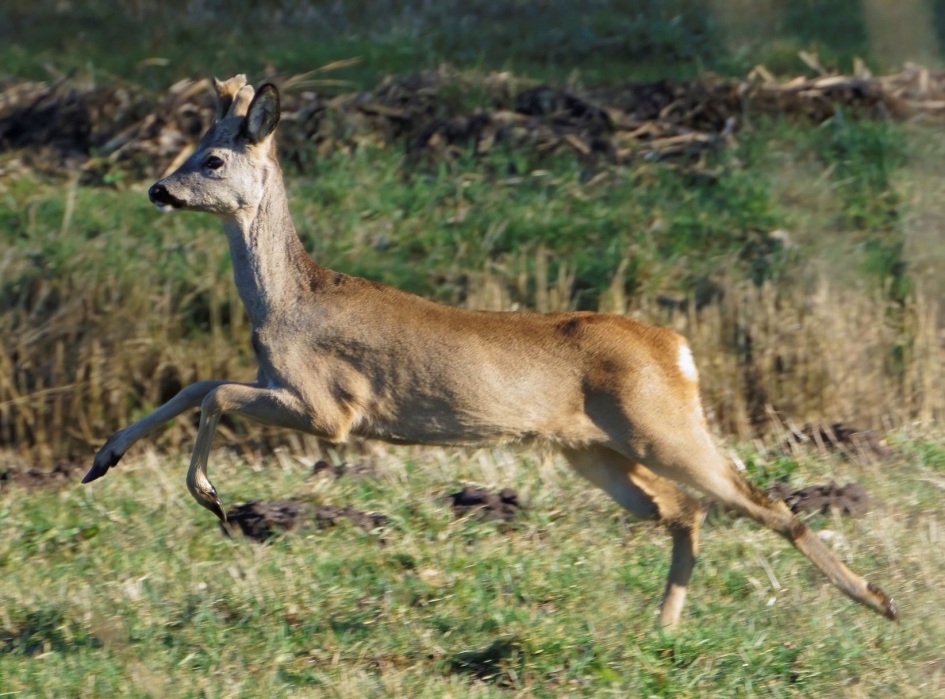 Ree - Zoogdieren - Ree