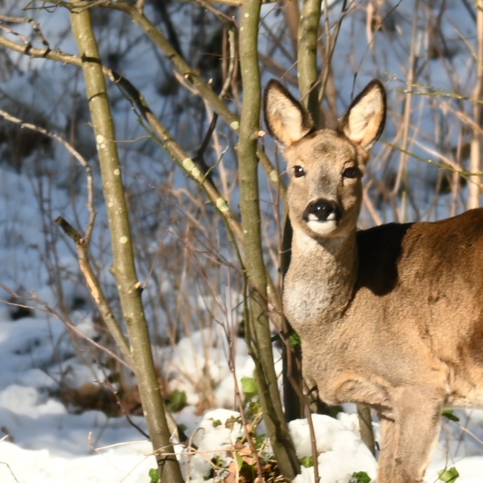 Ree in de sneeuw #puzzel - Zoogdieren - Ree