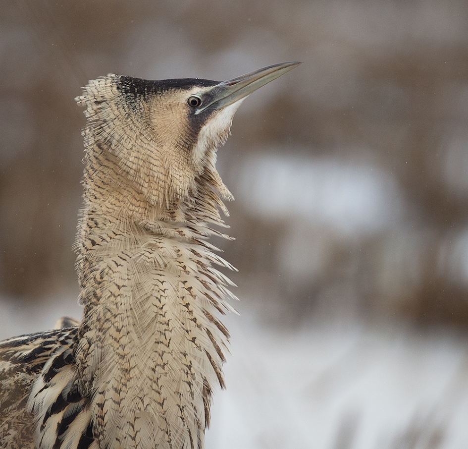 Roerdomp portret - Vogels - roerdomp