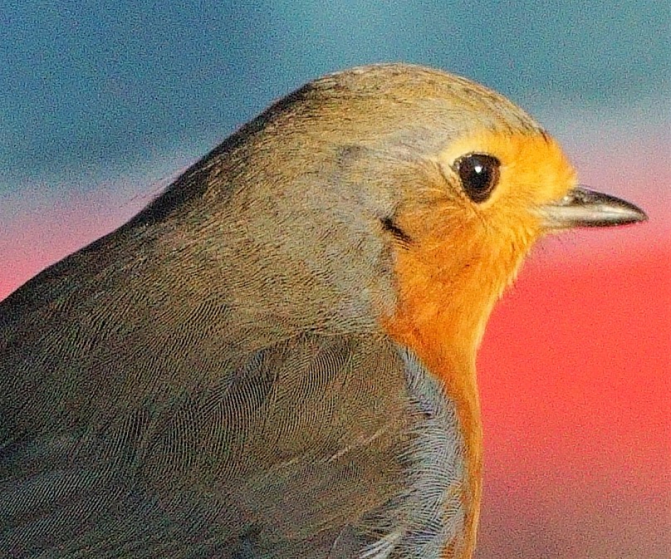 roodborst portret - Vogels - Roodborst