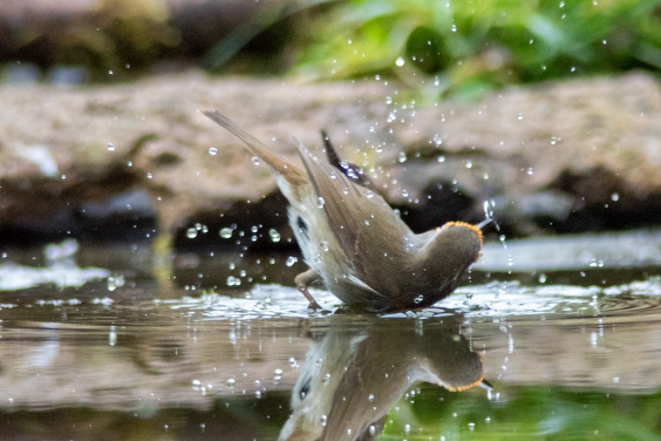 Roodborstje 2 - Vogels - Roodborstje