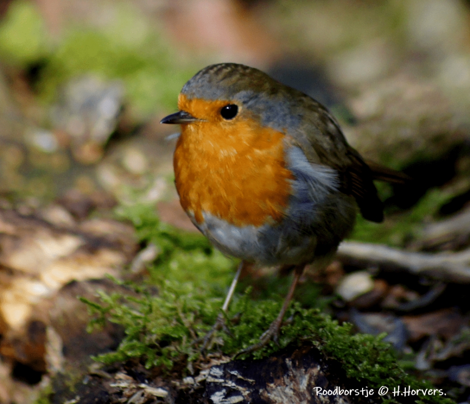 Roodborstje. - Vogels - Roodborstje.