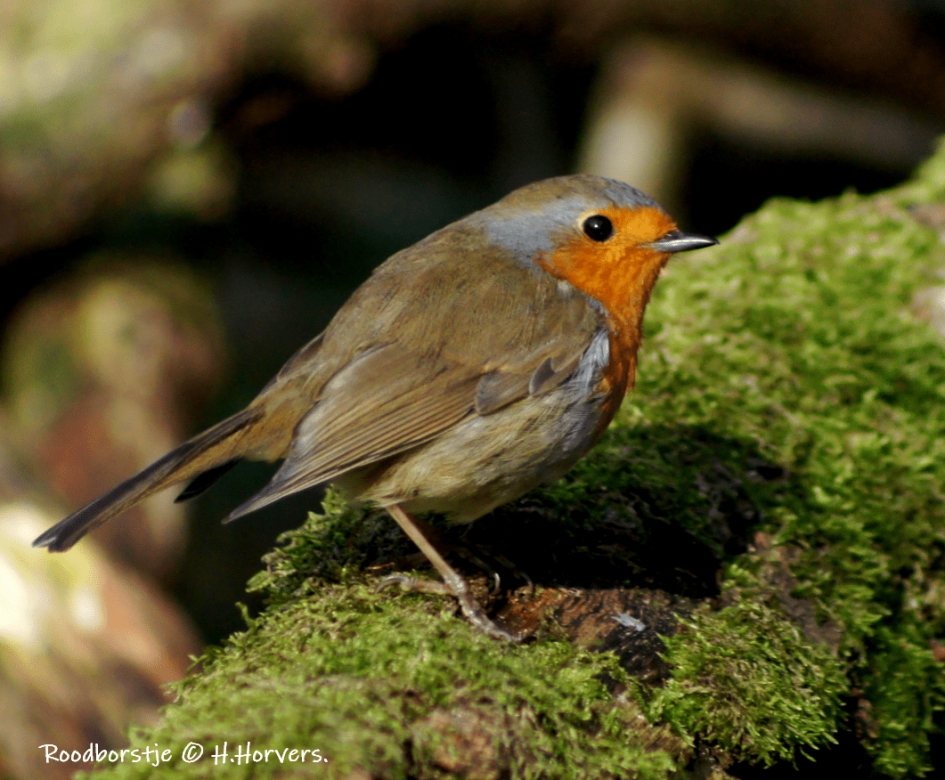 Roodborstje. - Vogels - Roodborstje.