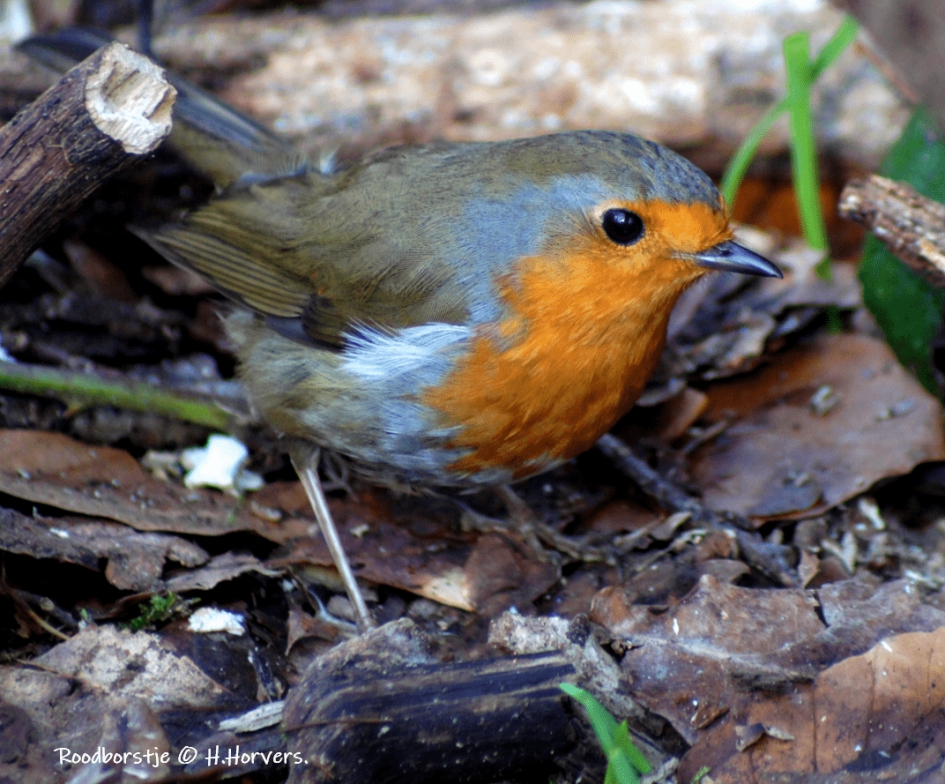 Roodborstje. - Vogels - Roodborstje.
