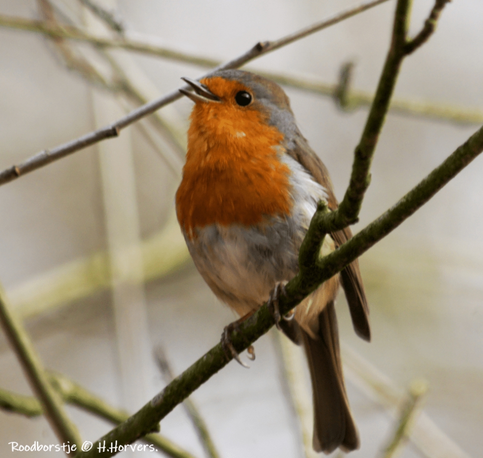 Roodborstje - Vogels - Roodborstje