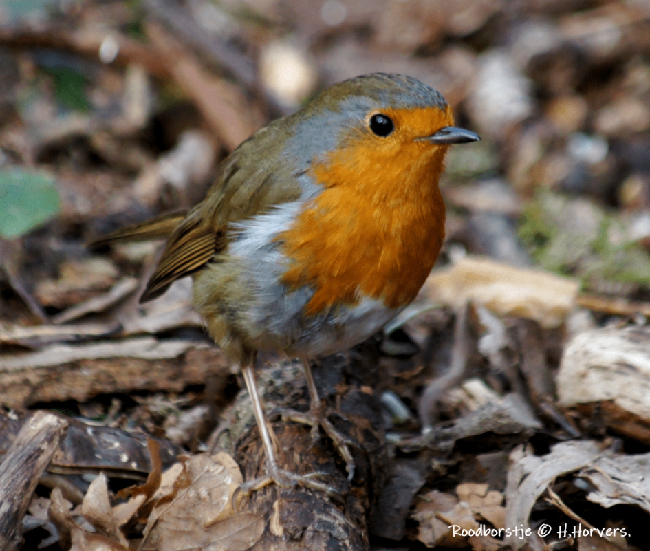 Roodborstje. - Vogels - Roodborstje.