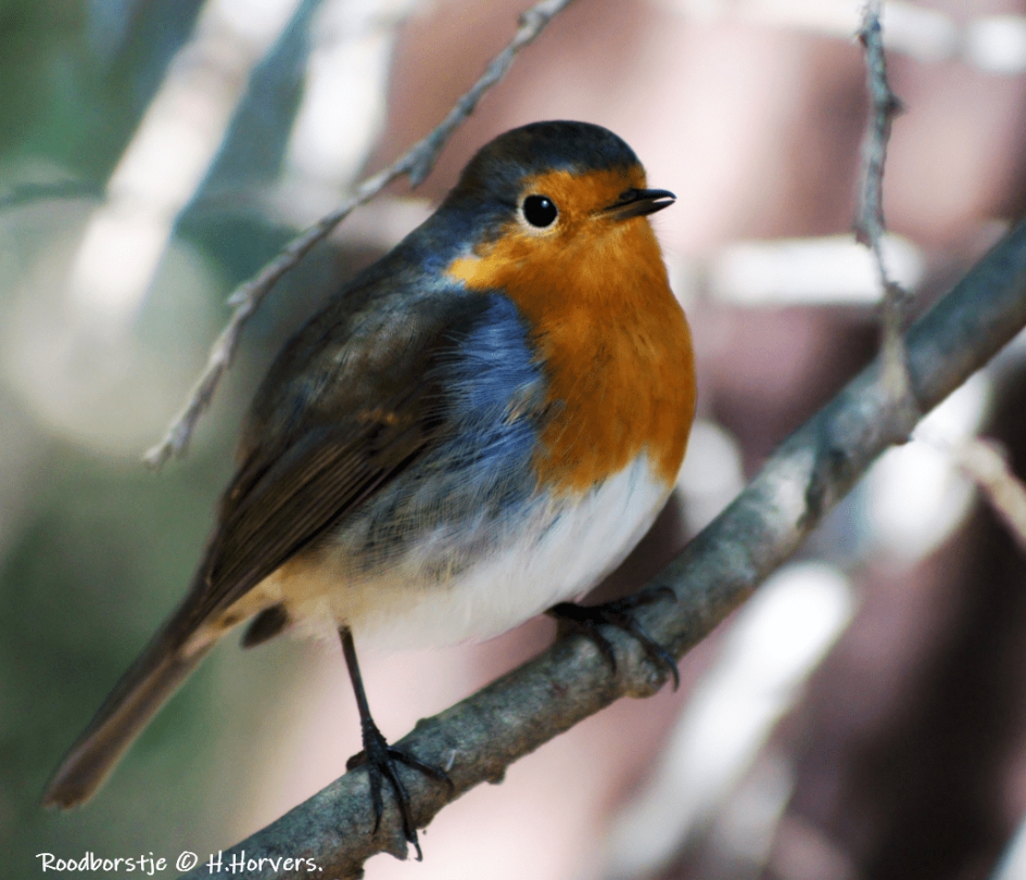 Roodborstje. - Vogels - Roodborstje.