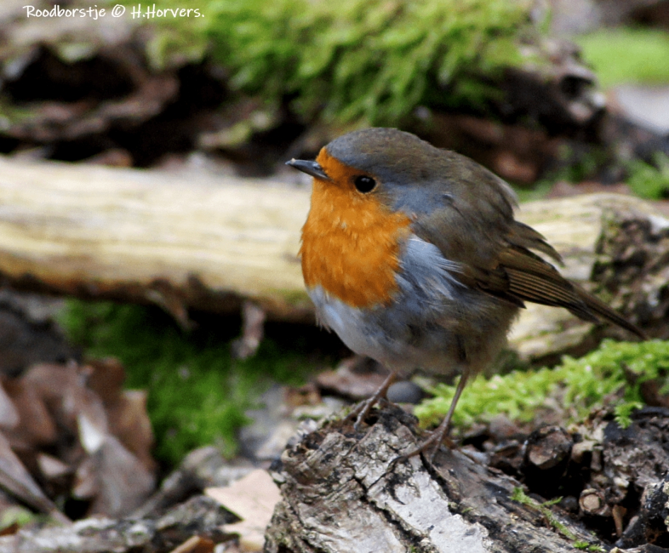 Roodborstje. - Vogels - Roodborstje.