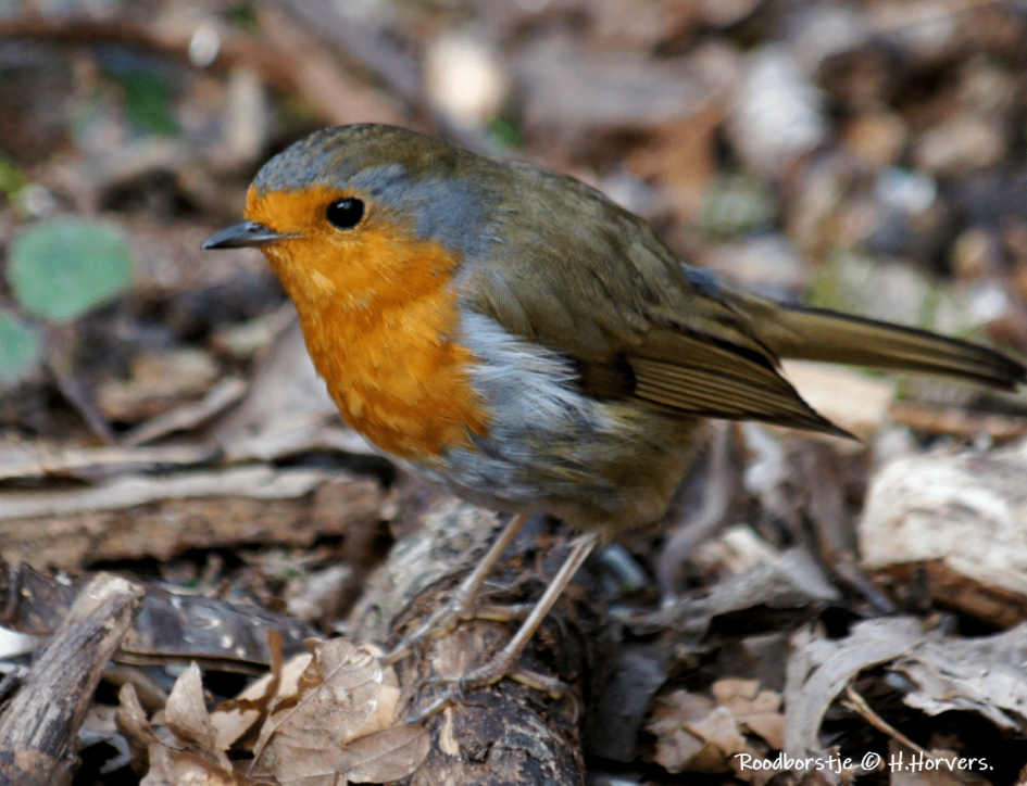 Roodborstje - Vogels - Roodborstje