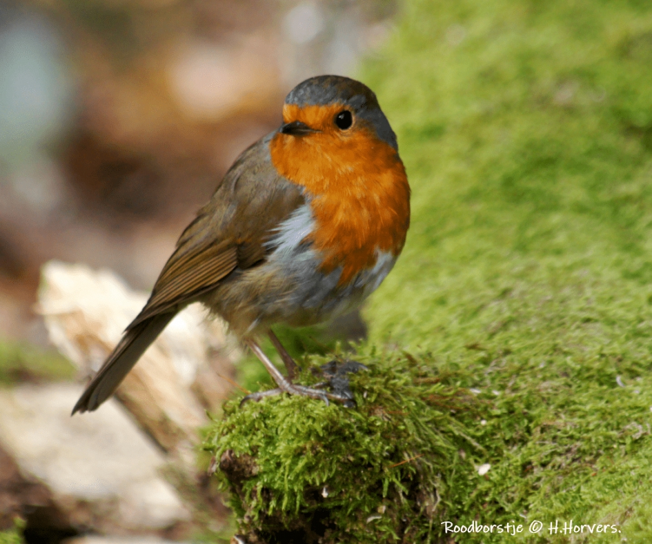 Roodborstje - Vogels - Roodborstje