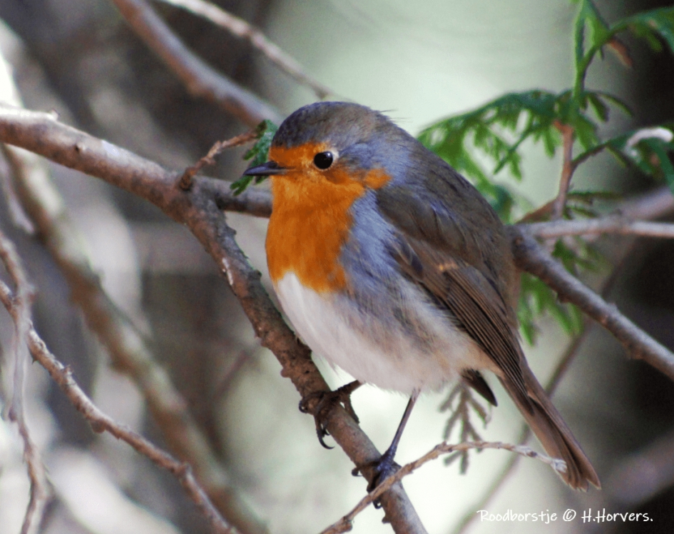 Roodborstje. - Vogels - Roodborstje.