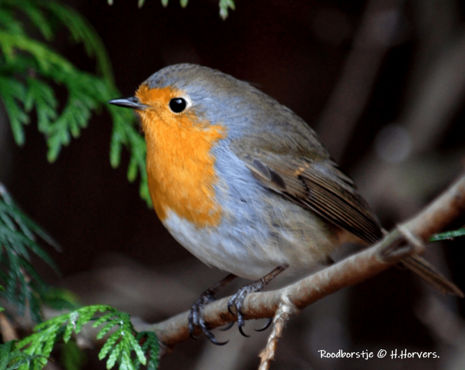 Roodborstje. - Vogels - Roodborstje.