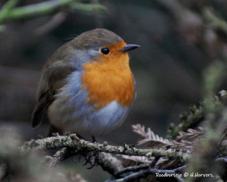 Roodborstje.
