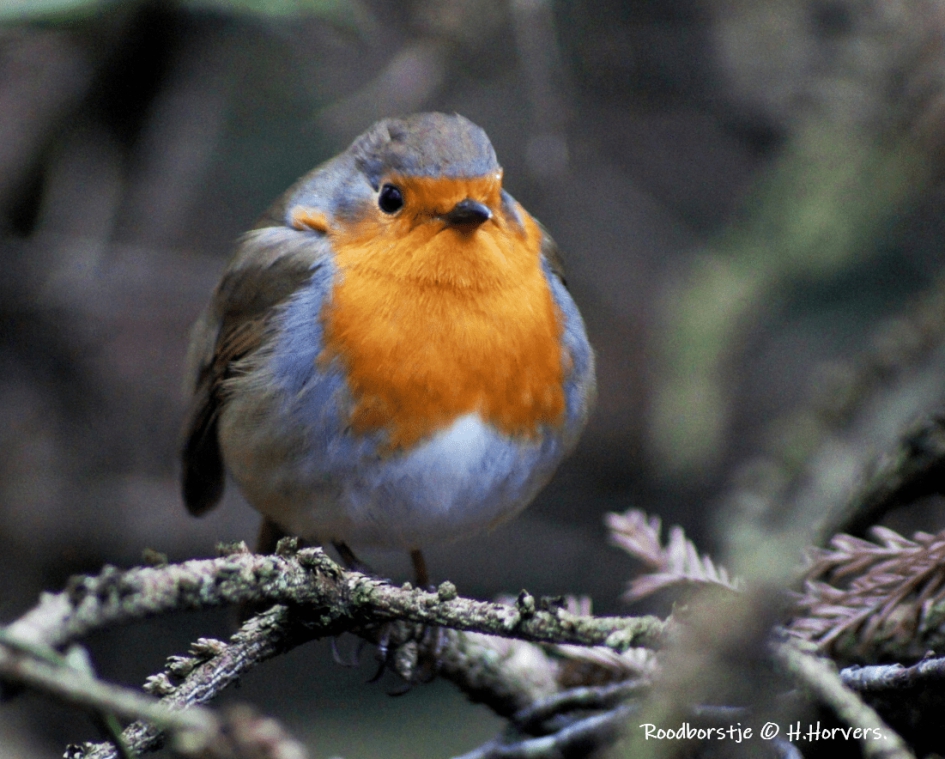 Roodborstje. - Vogels - Roodborstje.