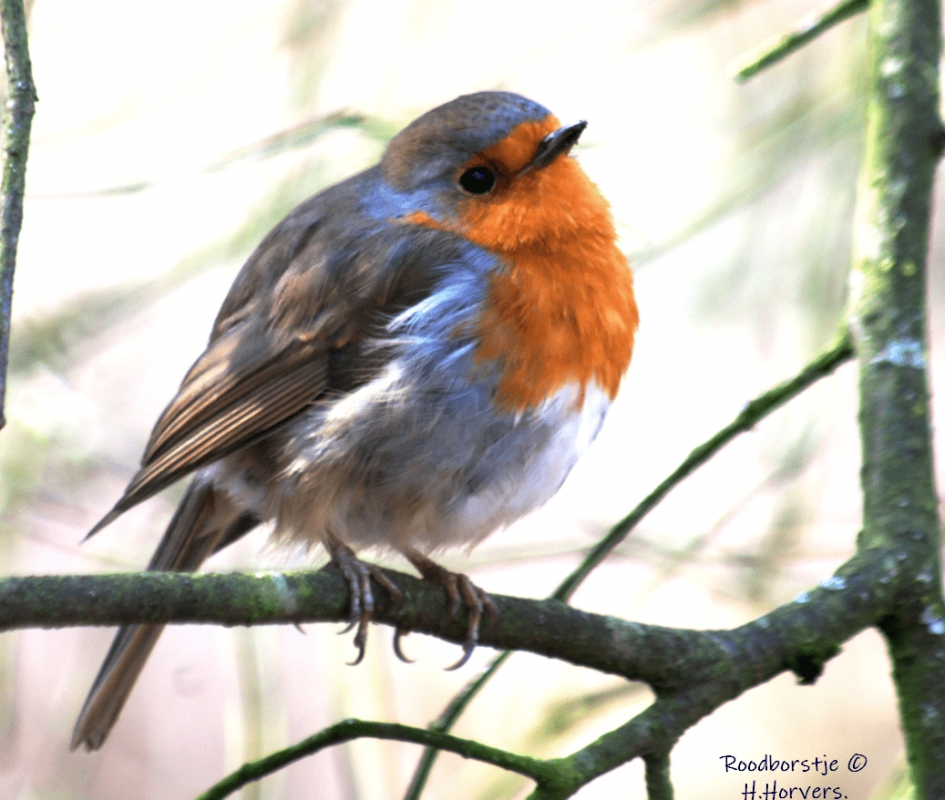 Roodborstje. - Vogels - Roodborstje.