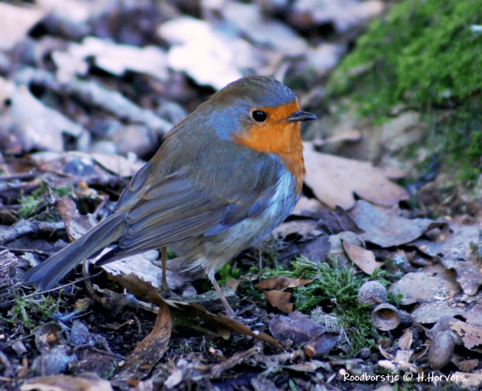 Roodborstje. - Vogels - Roodborstje.