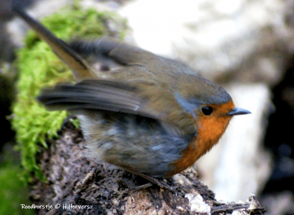 Roodborstje - Vogels - Roodborstje