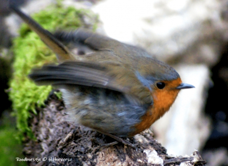 Roodborstje