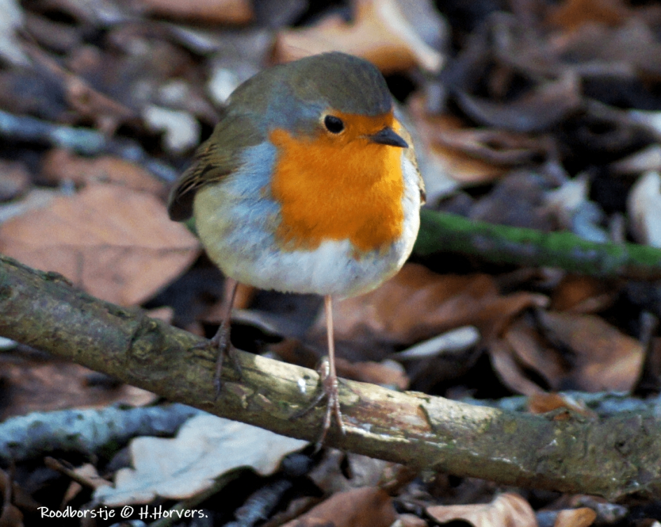 Roodborstje. - Vogels - Roodborstje.