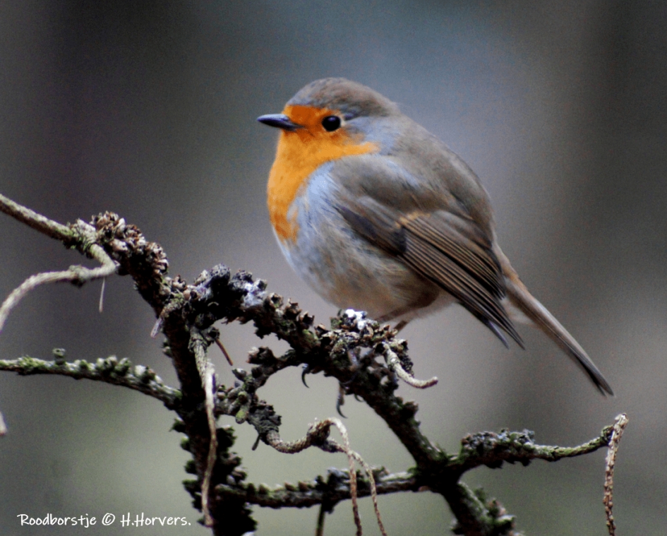 Roodborstje - Vogels - Roodborstje