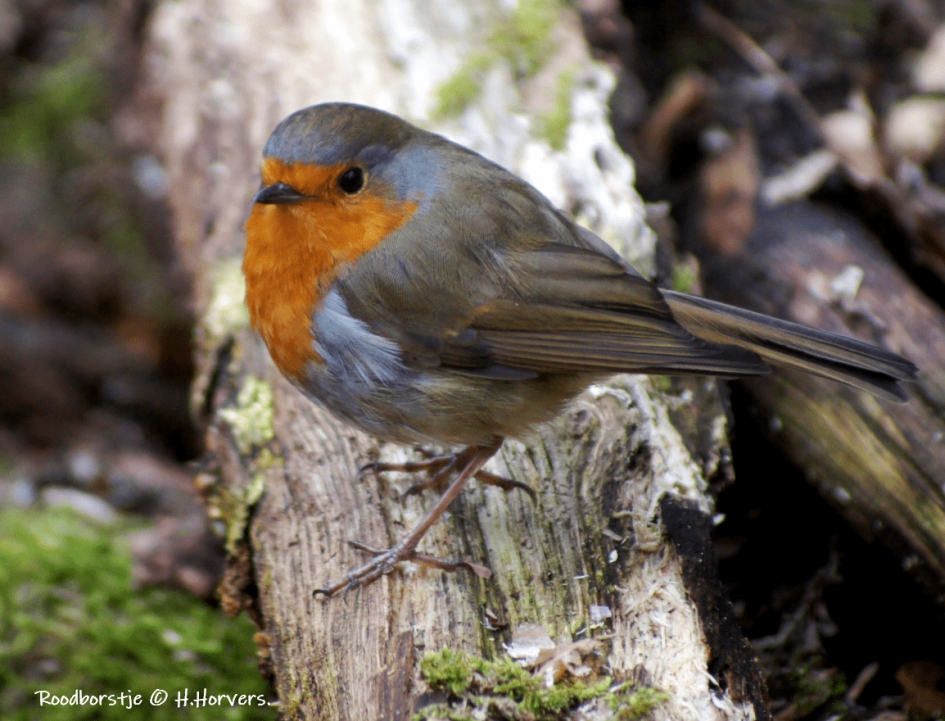 Roodborstje. - Vogels - Roodborstje.