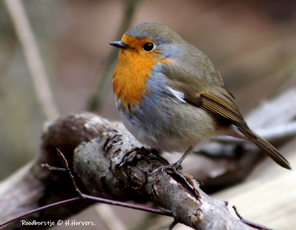 Roodborstje. - Vogels - Roodborstje.