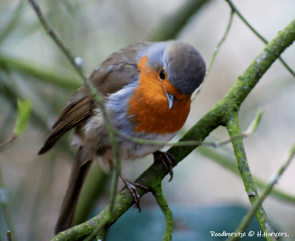 Roodborstje. - Vogels - Roodborstje.