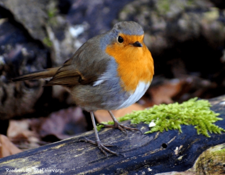 Roodborstje.