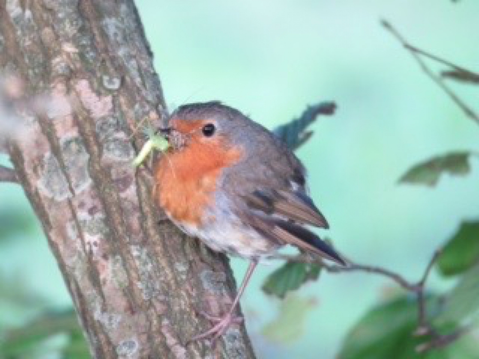 # puzzel Roodborstouder - Vogels - Roodborst