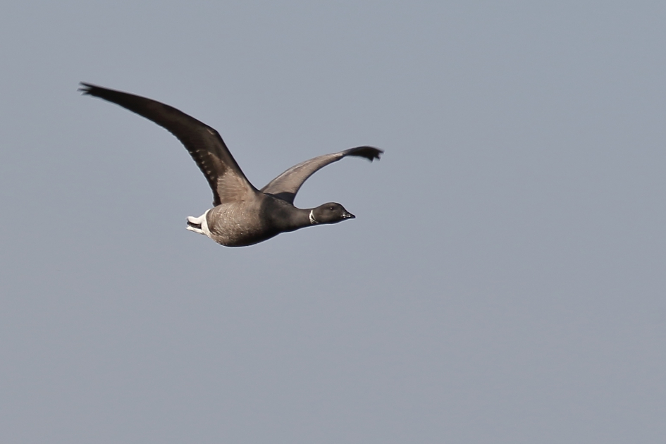 rotgans - Vogels - rotgans